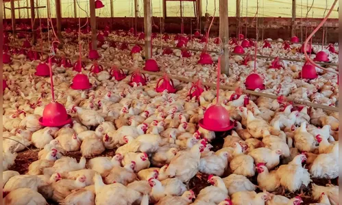 VBP da avicultura registra crescimento de 72,12% em Apucarana