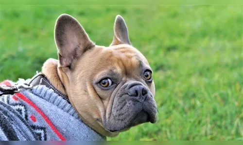 Pets precisam mesmo de roupa no frio? Veterinária responde