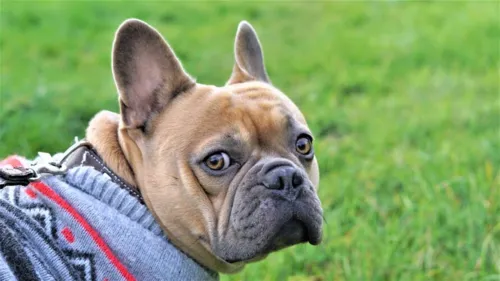 Cães também sentem frio, segundo veterinária