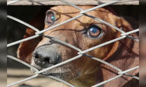 Morador denuncia envenenamento de cão e gatos em Jandaia do Sul