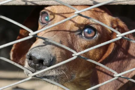 Cão e dois gatos teriam sido mortos com veneno de rato