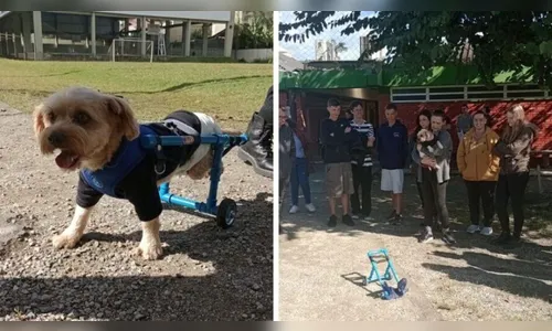 Cão abandonado e paraplégico ganha cadeira de rodas de alunos