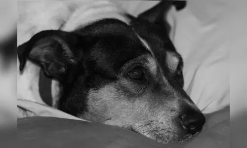 PM é acionada após homem bater em cachorro com pedaço de pau