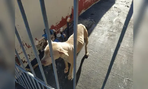 Cachorra é resgatada de condições de maus-tratos em Arapongas