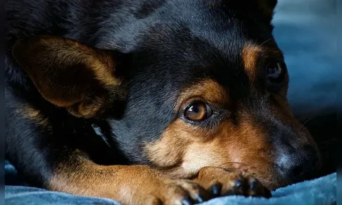 Mulher denuncia envenenamento de cães em Califórnia