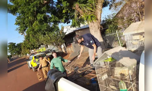 IAT fecha cativeiro clandestino e apreende 56 aves silvestres