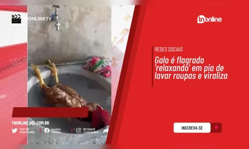 Galo é flagrado 'relaxando' em pia de lavar roupas e viraliza