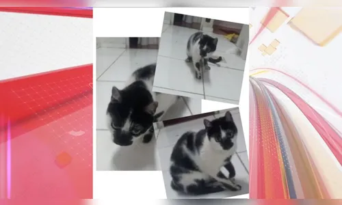 Gata que teria sido atropelada desaparece em Apucarana