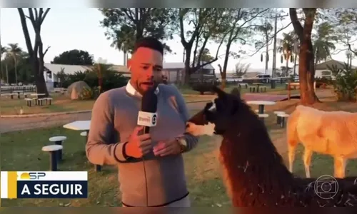 Repórter paranaense é mordido por lhama em entrada ao vivo; veja
