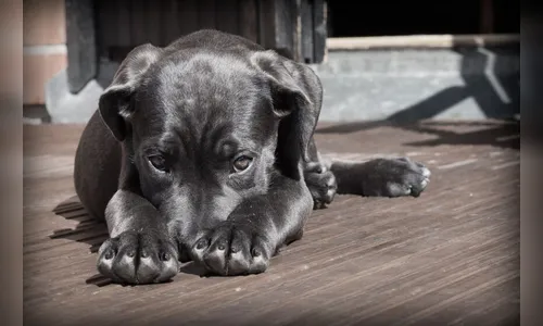 Tutora de cachorro faz rifa para pagar multa por animal ter latido