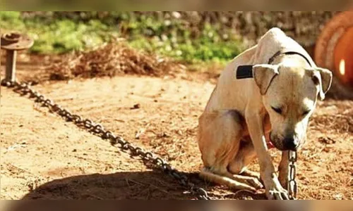 Pitbull é resgatada extremamente magra e em meio a fezes em Arapongas