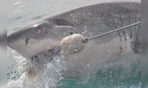 Tubarões 'famintos' atacam equipe da Netflix durante gravação de série