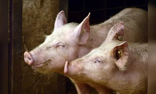 Ladrões furtam porcos, matam e deixam 'sujeira' para trás em Apucarana