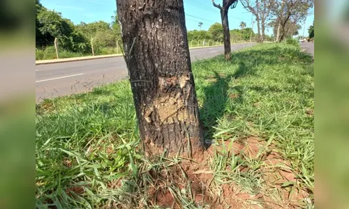 Homem usa caminhonete para 'jogar' carro de ex-mulher contra árvore