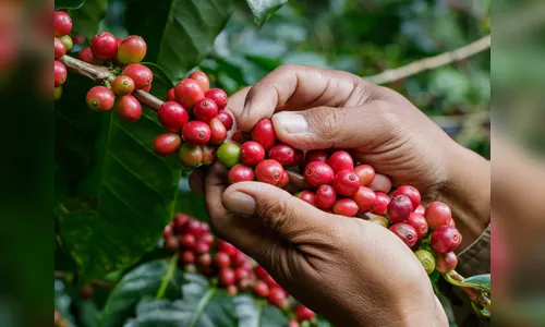 Ladrões furtam café ainda no pé em sítio de Apucarana