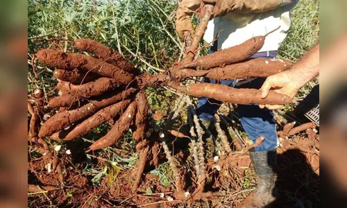 Ladrões furtam 300 pés de mandioca em propriedade de Apucarana