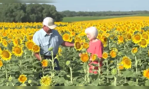 Agricultor presenteia esposa com campo de girassóis em bodas de ouro