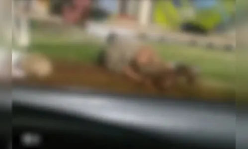 Casal é flagrado tendo relações em ponto de ônibus no PR; veja vídeo