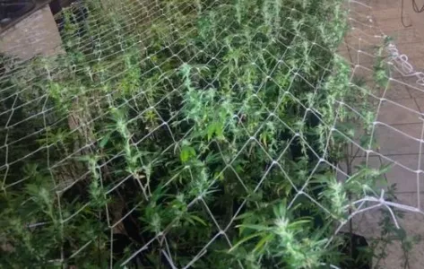 Morador tinha grande estrutura para cultivo da maconha dentro de casa