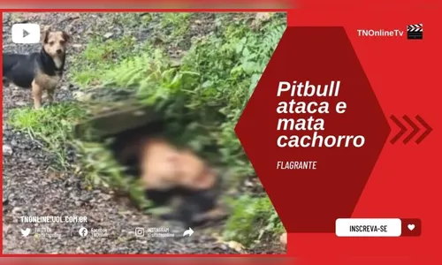 Moradores cobram providências após pitbull atacar e matar cão