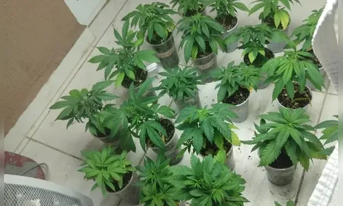 Mulher cultivava maconha em sacada de apartamento em Curitiba