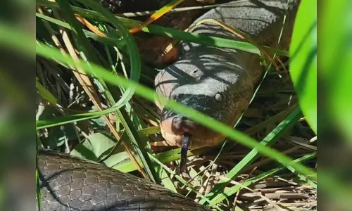 Guia turístico flagra sucuri gigante em Bonito, MS; assista