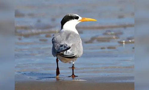 Paraná tem sexto caso de gripe aviária em ave silvestre confirmado