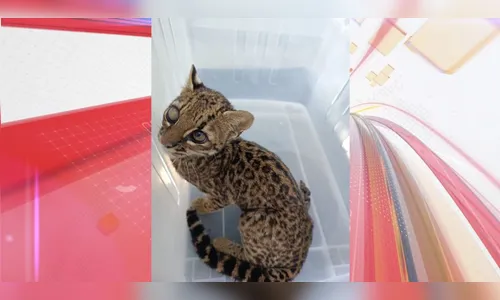 Felino ameaçado de extinção é resgatado após ser atropelado na PR-471