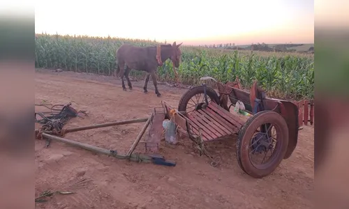 Homem em charrete morre atropelado após burro invadir pista no PR
