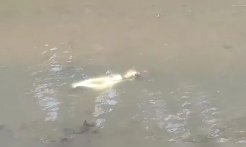 'Corpo boiando' em rio do PR assusta estudantes e mobiliza autoridades