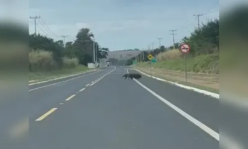 Tamanduá-bandeira é flagrado 'desfilando' em rodovia do PR; assista