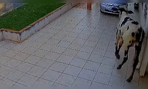 Boi invade casa no interior do PR e câmera registra 'passeio'; assista