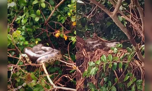 Família se depara com casal de sucuris em pescaria no Rio Paraná; veja