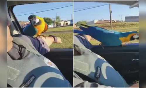 Arara 'pega carona' em viatura da PM e ajuda a fazer ronda; veja vídeo