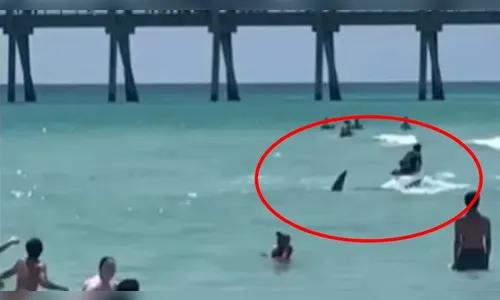 Tubarão nada próximo a banhistas e causa correria em praia; veja vídeo