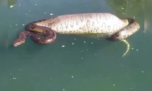 Sucuri é flagrada durante pescaria no Rio Corumbá: 'Dá uns 8 metros'