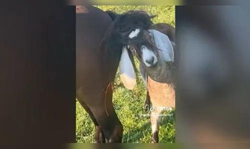 Cabra enrosca chifres em rabo de cavalo e viraliza; veja vídeo