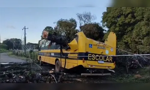 Araucária cai sobre ônibus escolar e destrói veículo no Paraná; vídeo