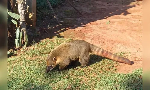 Mulher e idoso de 86 anos são atacados por quati no Noroeste do Paraná