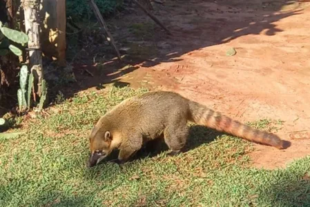 O quati convive com o idoso no quintal da casa dele