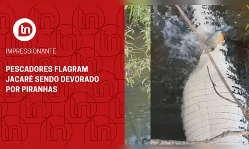 Pescadores flagram jacaré sendo devorado por piranhas