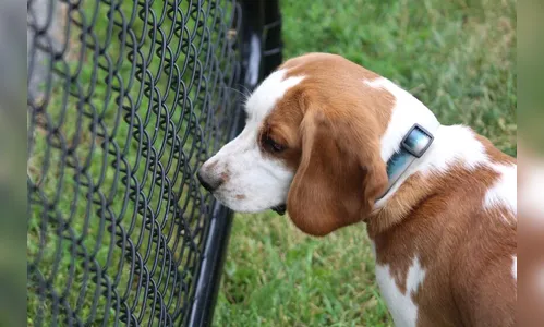 Homem é denunciado por colocar coleira com choque elétrico em cão