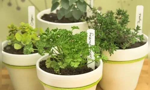 Proteja sua casa da inveja e mau-olhado com buquê de ervas; saiba mais