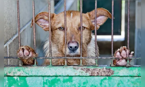 MP-PR recomenda que Jandaia do Sul reforme canil municipal