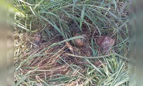 Polícia Civil investiga caso da ossada humana encontrada em Arapongas