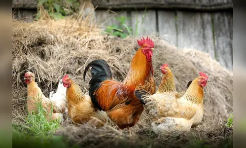 Surto de gripe aviária: Japão suspende importação de frango de SC