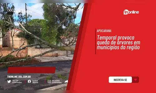 Temporal provoca queda de árvores em municípios da região