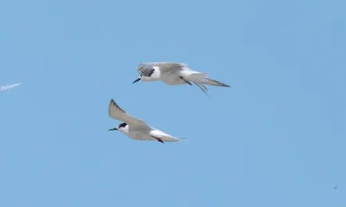 Paraná confirma 3º caso de gripe aviária e suspense trânsito de aves