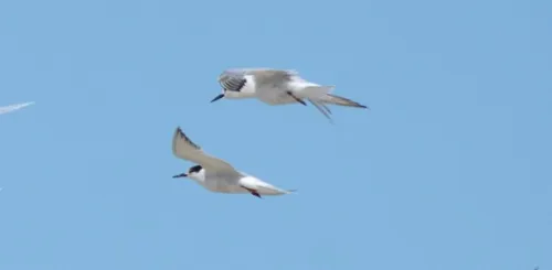 Todos os casos são em aves silvestres