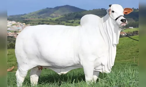 Vaca mais valiosa do mundo tem segurança 24h  e xampu hipoalergênico